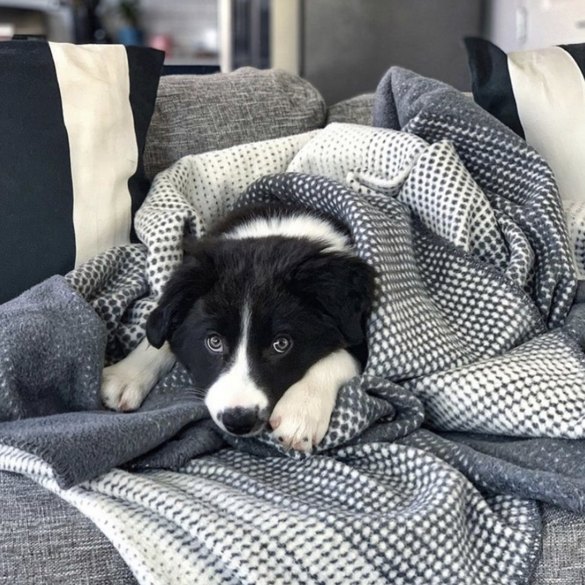 Pillow clearance talk blankets